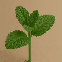 Mentha