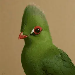 Turaco