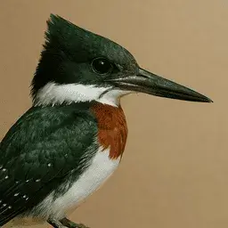 Green kingfisher