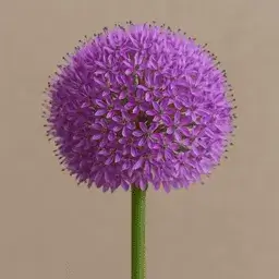 Alliums