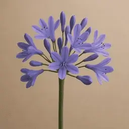 Agapanthus