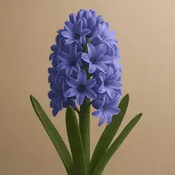 Hyacinth
