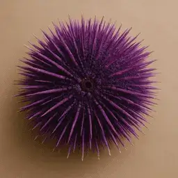 Zebrasoma Xanthurum