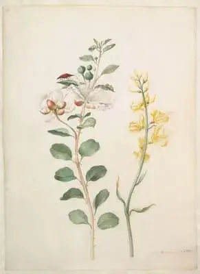 Study of Capers
