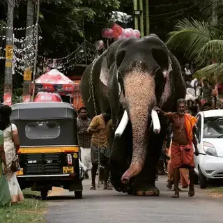 Large tusked elephant walking down a crowded street beside an auto rickshaw, guided by handlers and watched by people on both sides of the road.