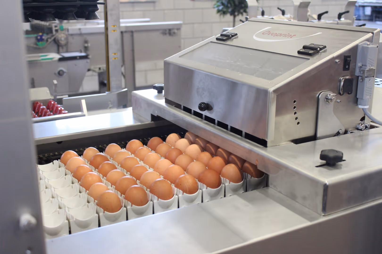 Een machine die bruine eieren in bakjes sorteert op een geautomatiseerde productielijn in een fabrieksomgeving.