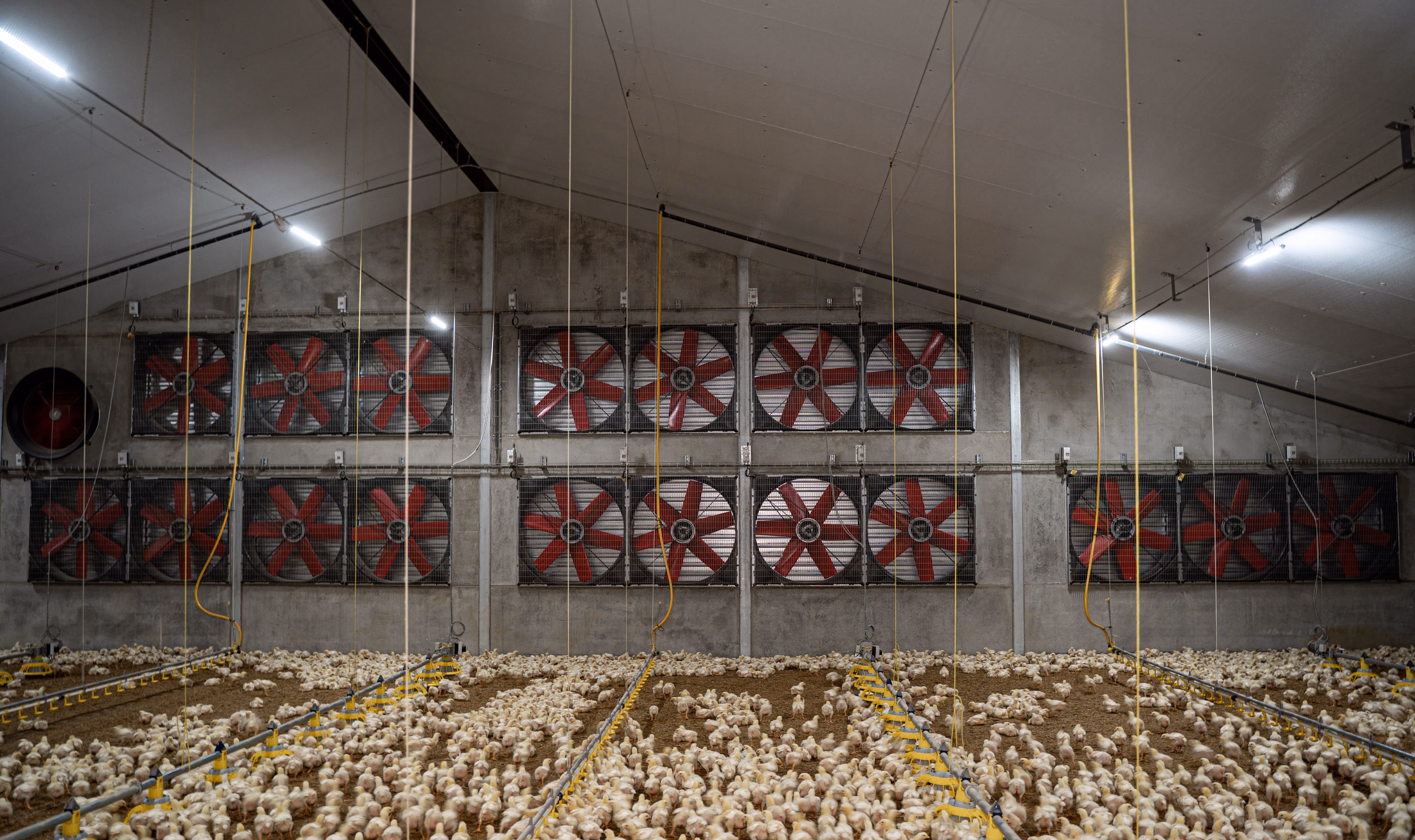 Het interieur van een pluimveebedrijf met veel kuikens en grote ventilatoren aan een betonnen muur.