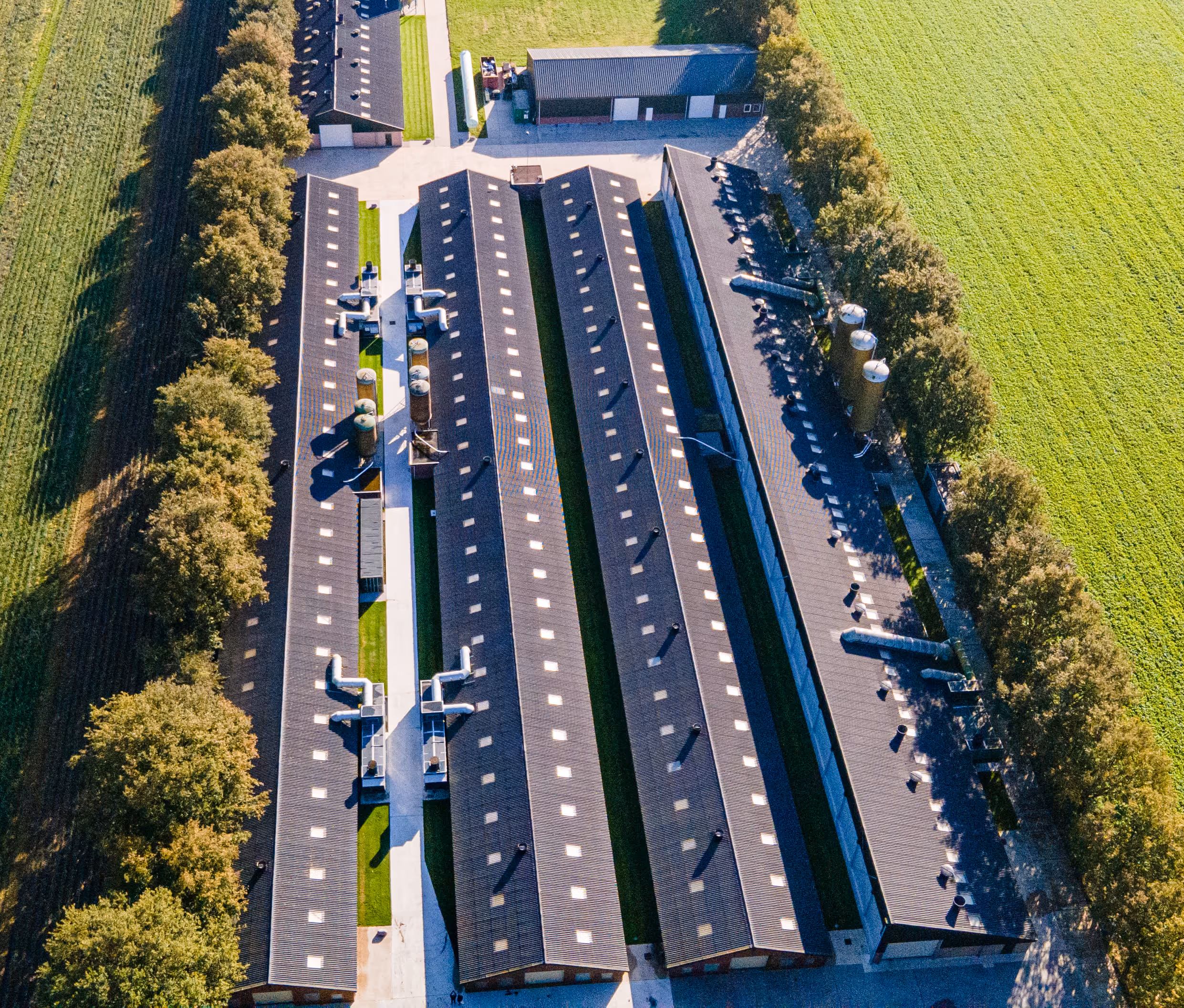 Luchtfoto van vier lange boerderijgebouwen met ventilatiebuizen, omgeven door groene velden en bomen.