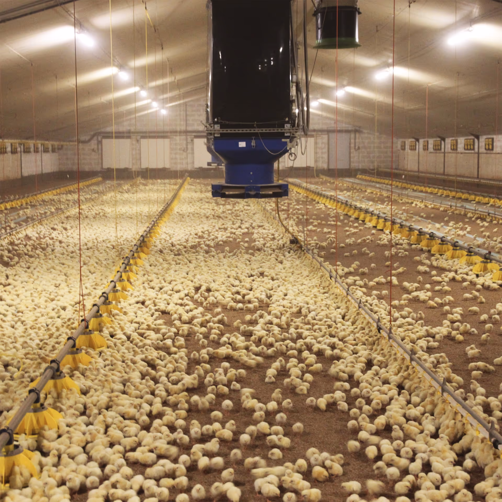 Grote pluimveehouderij met honderden gele kuikens en geautomatiseerde voersystemen.