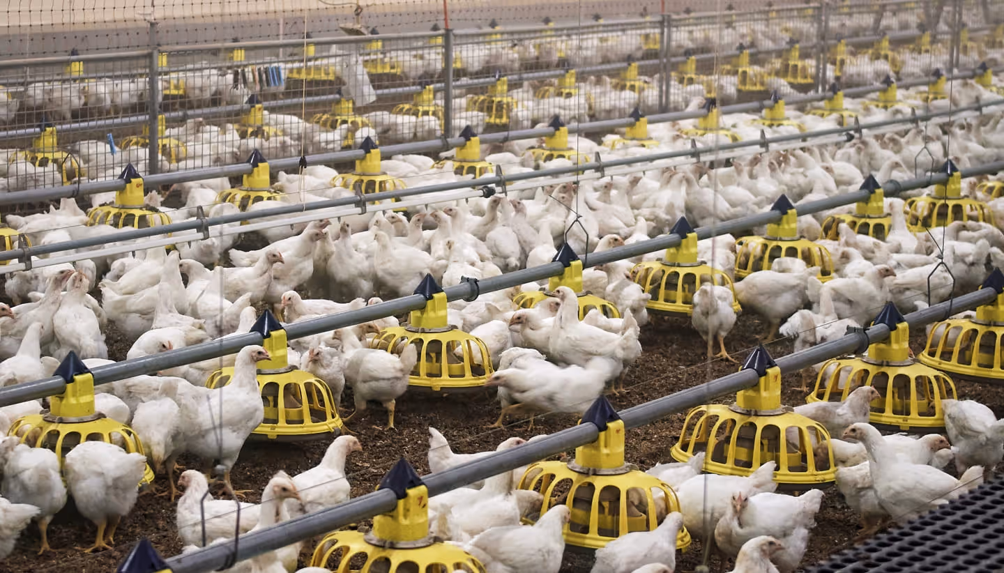 Een pluimveebedrijf in een stal met talrijke witte kippen die eten uit gele automatische voerbakken.