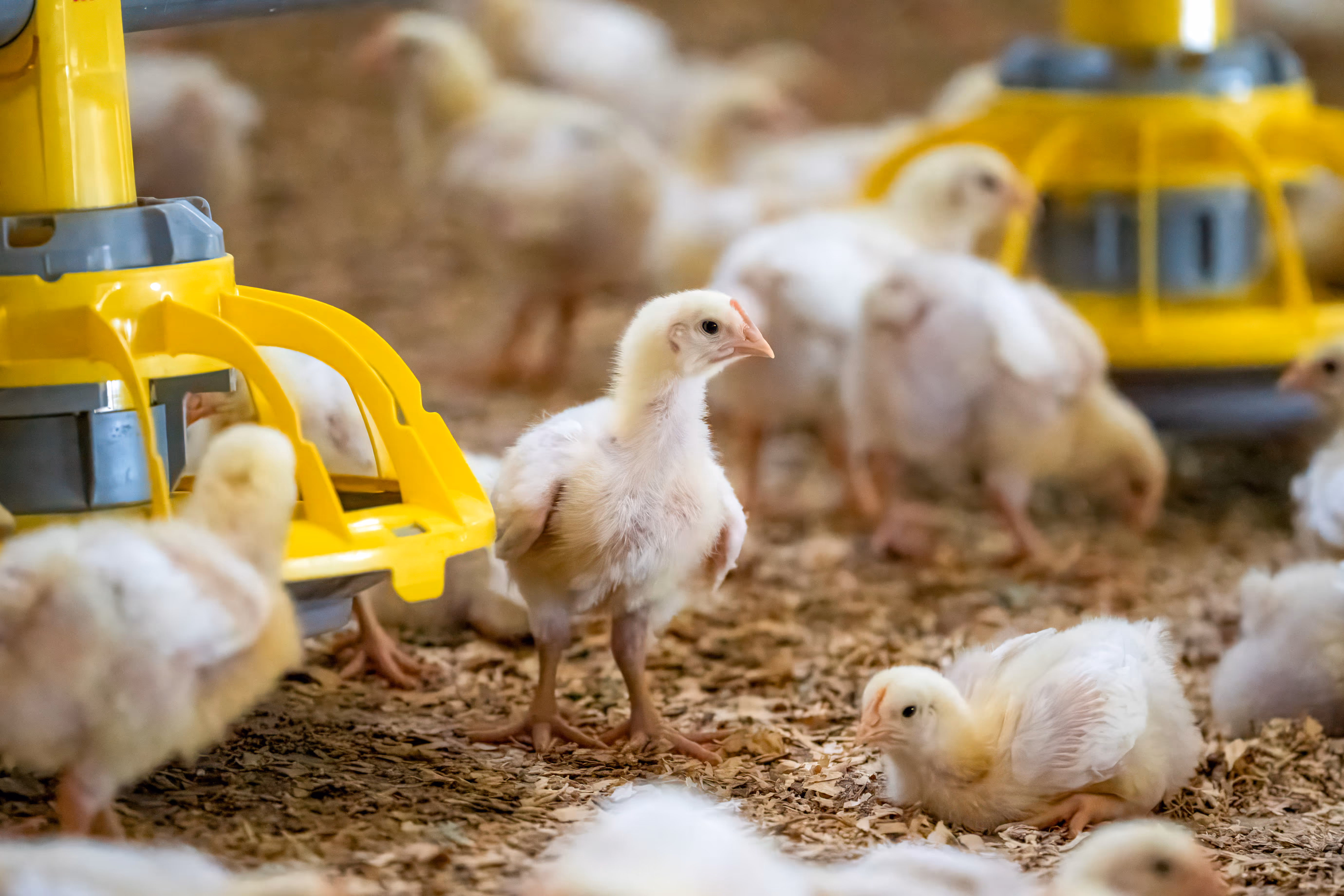 Een aantal jonge witte kuikens in een pluimveestal, vlakbij gele voederbakken op houtkrullen.