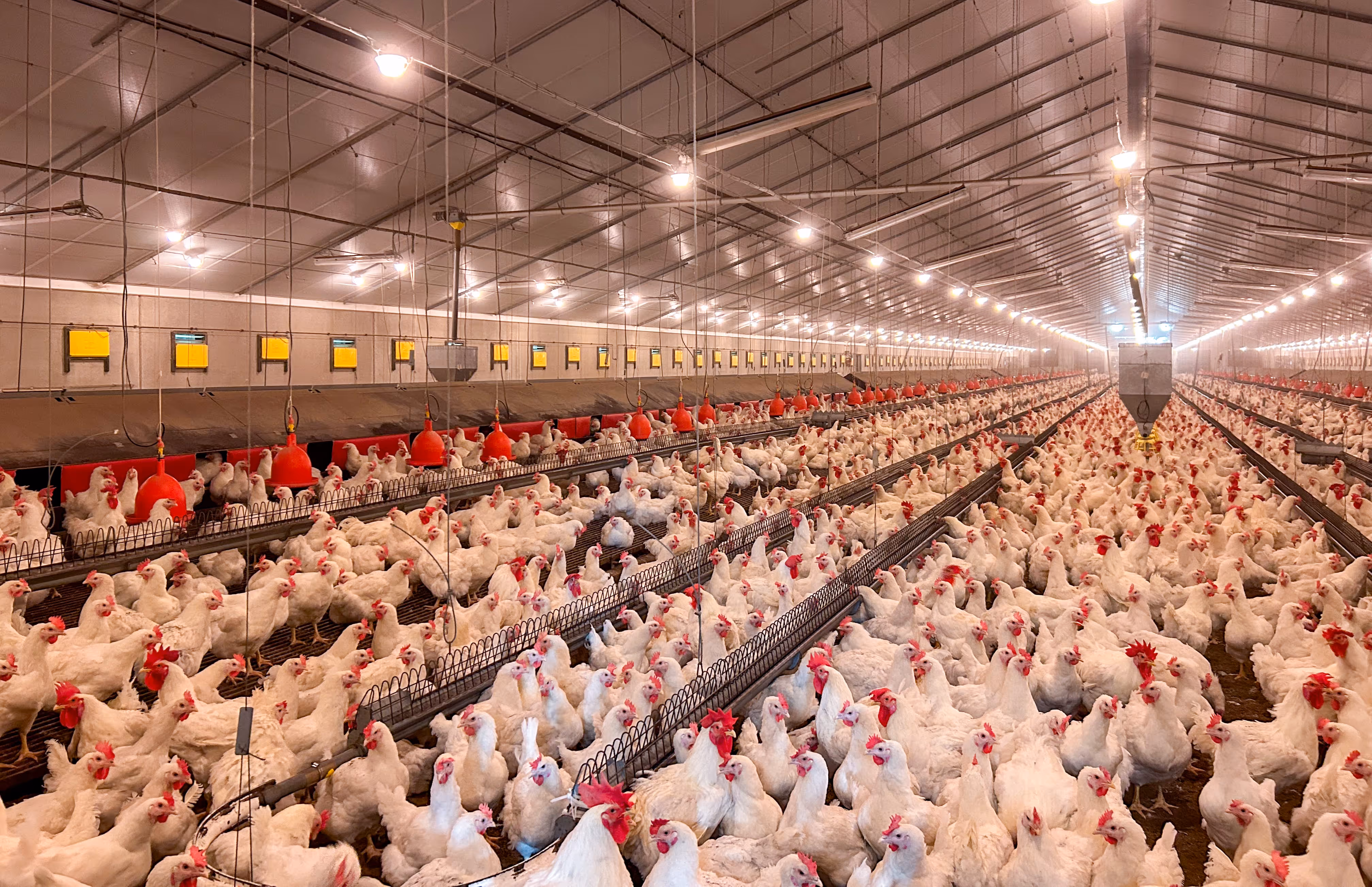 Een groot pluimveebedrijf waar onder kunstlicht grote aantallen witte kippen worden gehouden.