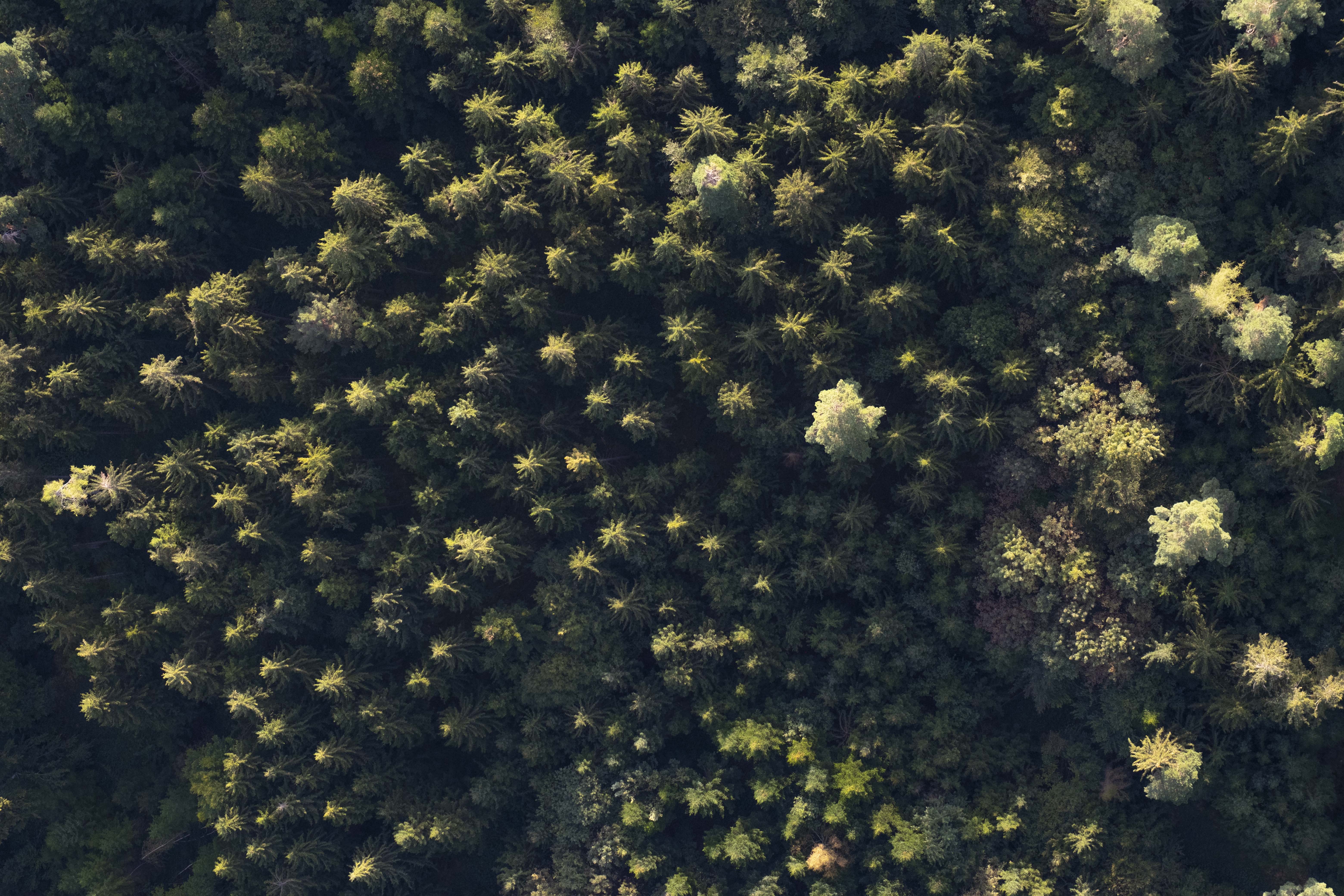 Wald von Oben
