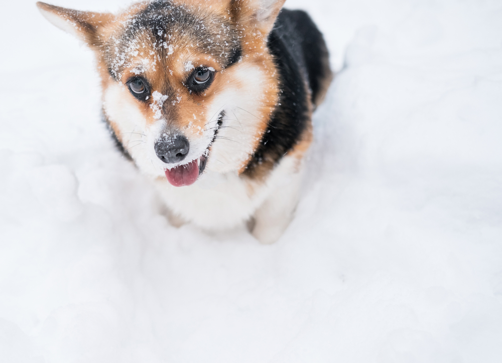 Smiling corgi sitting in snow looking up with snow flakes on snout