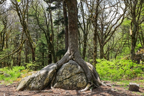 Large tree roots growing around a giant boulder