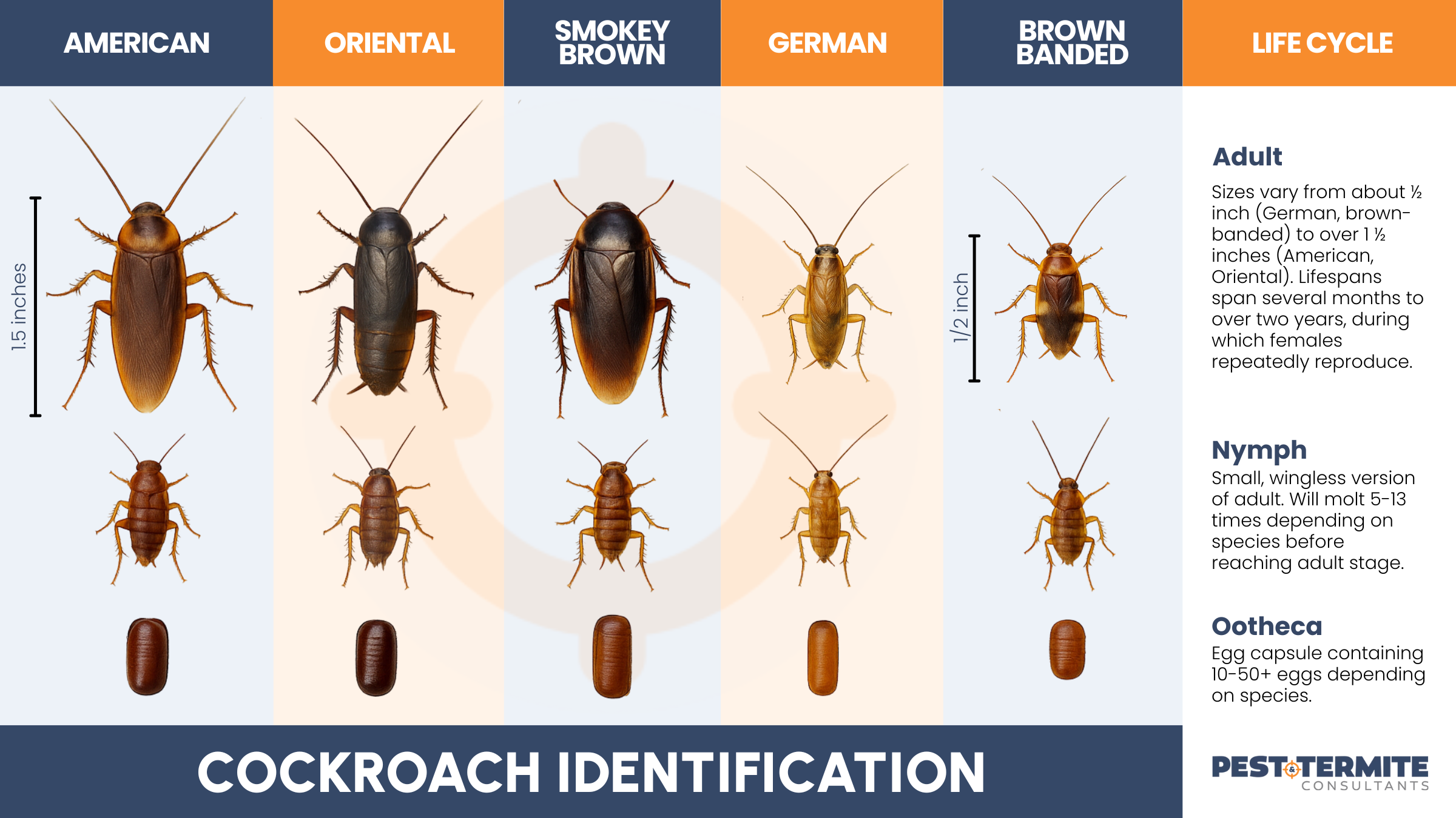 cockroach identification infographic for common species in north carolina