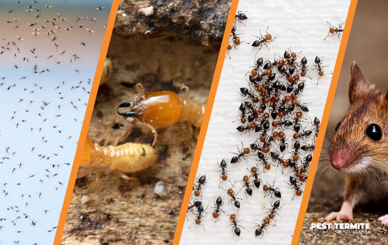 collage of common pests in north myrtle beach including termites and rodents
