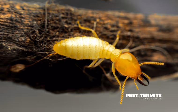 Why Termite Season in North Myrtle Beach Demands Attention