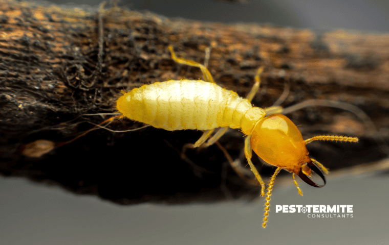 Why Termite Season in North Myrtle Beach Demands Attention