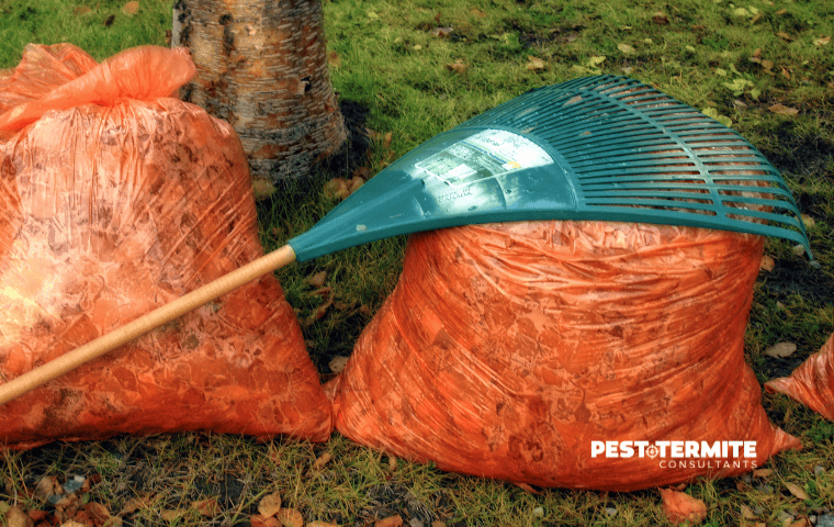 raking leaves in the fall to prevent pests in raleigh