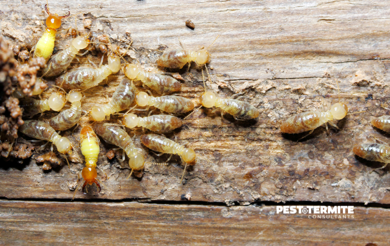 How to Spot Early Signs of a Termite Infestation in North Myrtle Beach