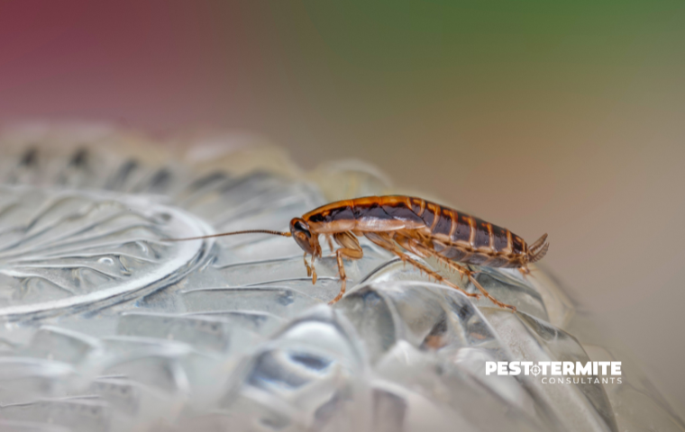 cockroach on a dish in north myrtle beach home