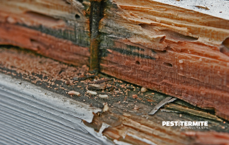 Termite Warning Signs Fuquay-Varina Homeowners Should Never Ignore