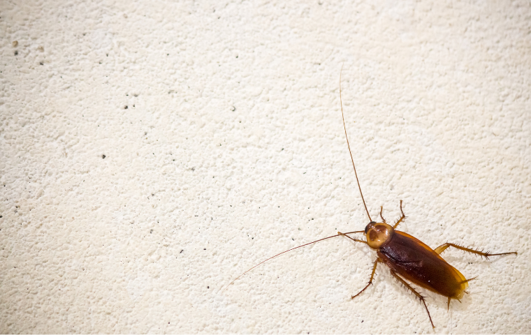 cockroach on floor in north myrtle beach home