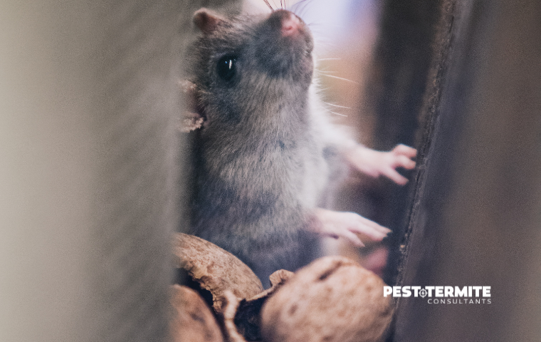 Why Fuquay-Varina Homes Get Pests Even When They’re Clean