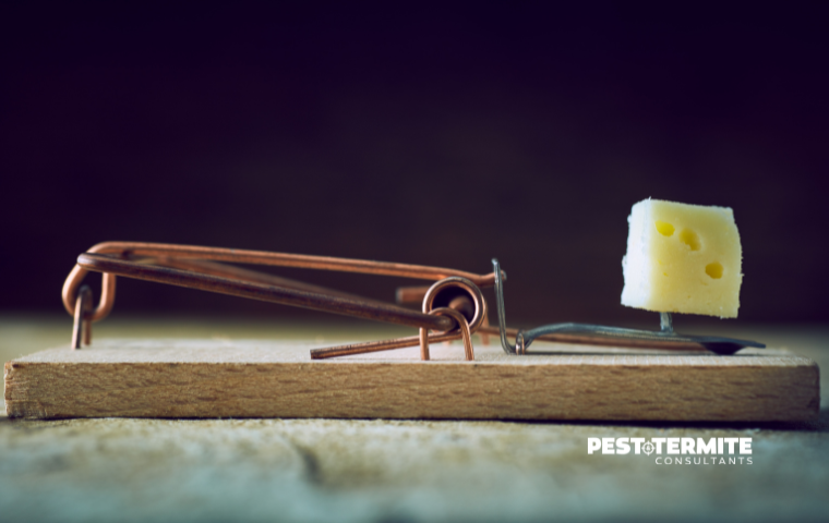 Why DIY Pest Control Often Fails in Durham Homes