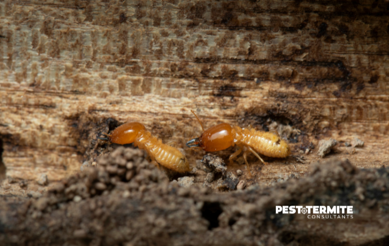 The Cost Difference Between Preventative Pest Control & Emergency Treatments in Raleigh