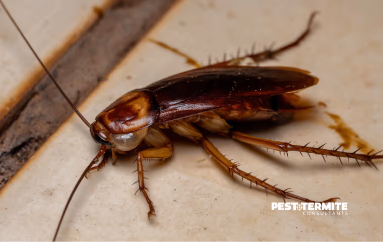 What Homeowners in Wilmington Get Wrong About Palmetto Bugs