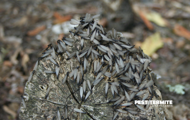 Why Termite Activity Starts Earlier Than Most Fuquay-Varina Homeowners Expect