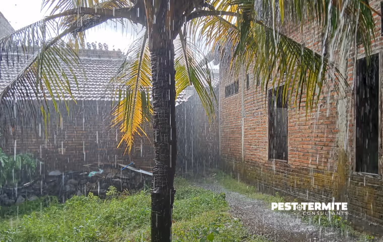 Why Wilmington Homes See More Pest Activity After Heavy Rain