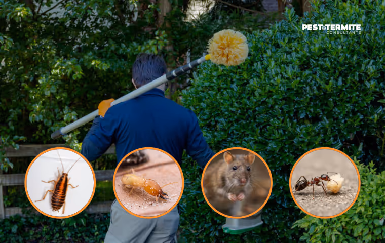 The Pests North Myrtle Beach Homeowners Mistake for Seasonal Nuisances