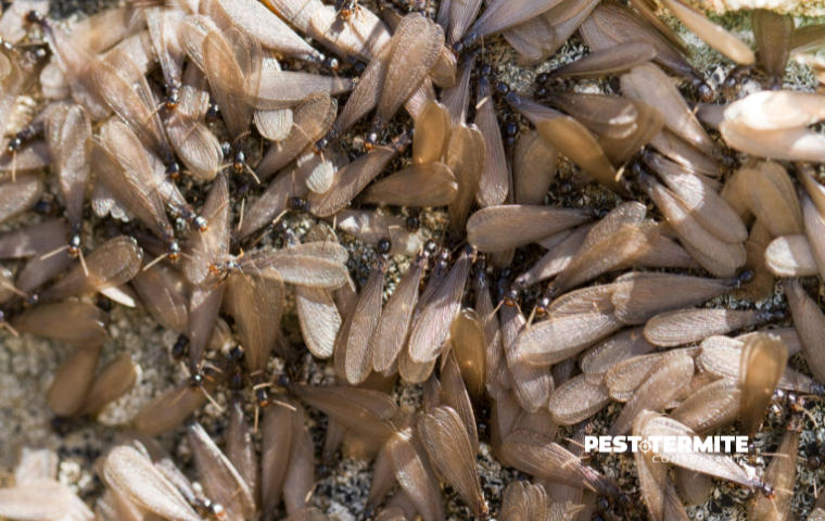 What Raleigh Homeowners Should Know About Spring Termite Activity