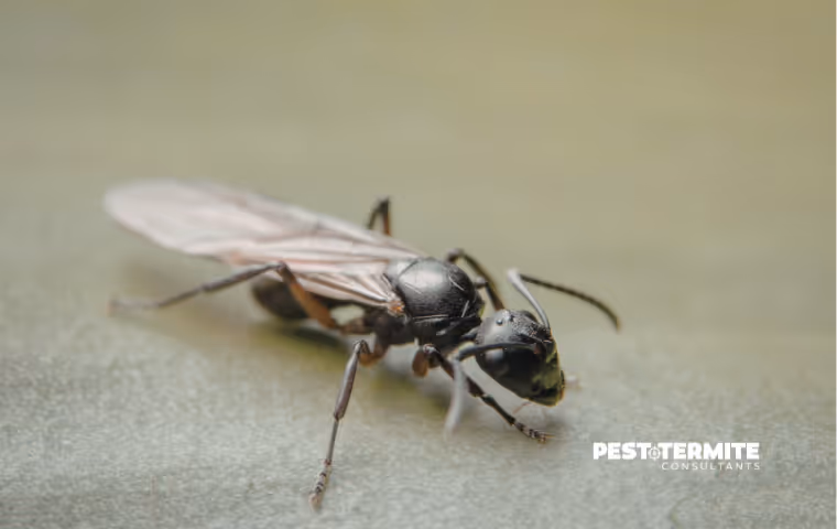 The Pests North Myrtle Beach Homeowners Often Misidentify or Ignore