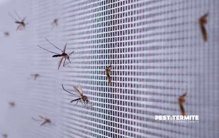 mosquitoes on screen of north myrtle window