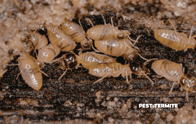 When Termite Activity Really Starts for Homes Around Raleigh
