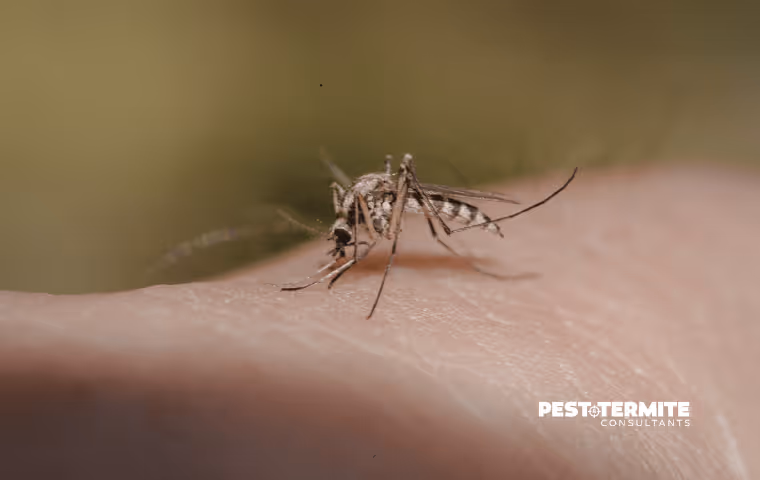 What Coastal Homeowners Can Do Now to Reduce Mosquito Problems Later