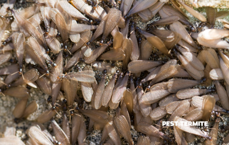 What Fuquay-Varina Homeowners Should Know Before Termite Season Peaks