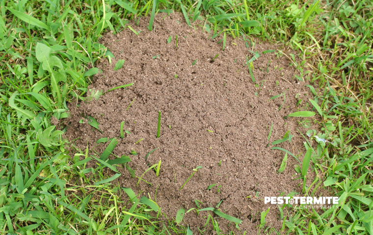 Why Spring Pests Take Hold Early in Durham Area Homes