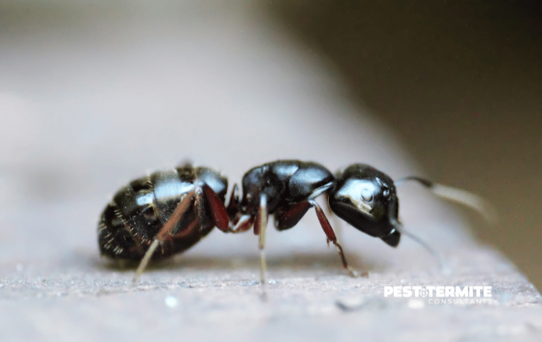 How Early Ant Activity in Wilmington Turns Into Summer Infestations