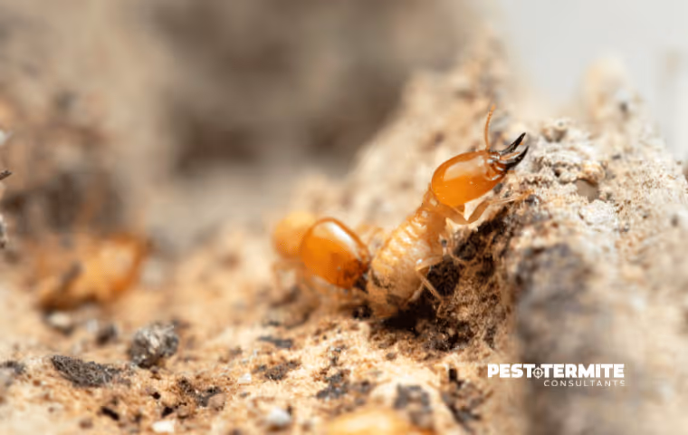What Homeowners Often Misidentify Before Termite Damage Appears