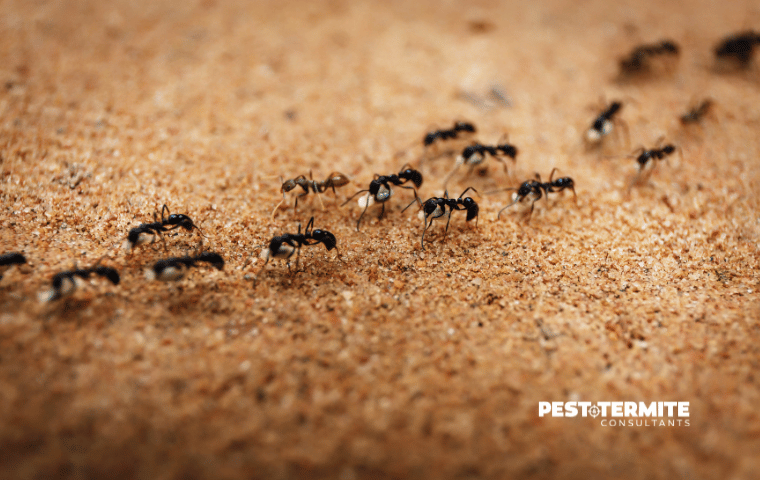 Why Ant Trails Suddenly Start Showing Up in April