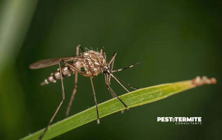 How Coastal Moisture Creates Ideal Mosquito Breeding Conditions in April