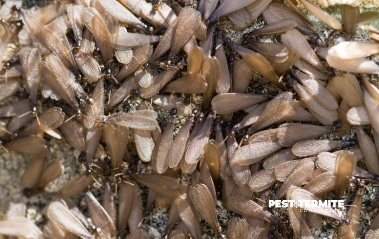 What Termite Swarmers Really Mean for Homes in Raleigh and Cary