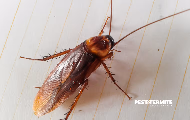 What Spring Rain Does to Roach Activity in the Wilmington Area