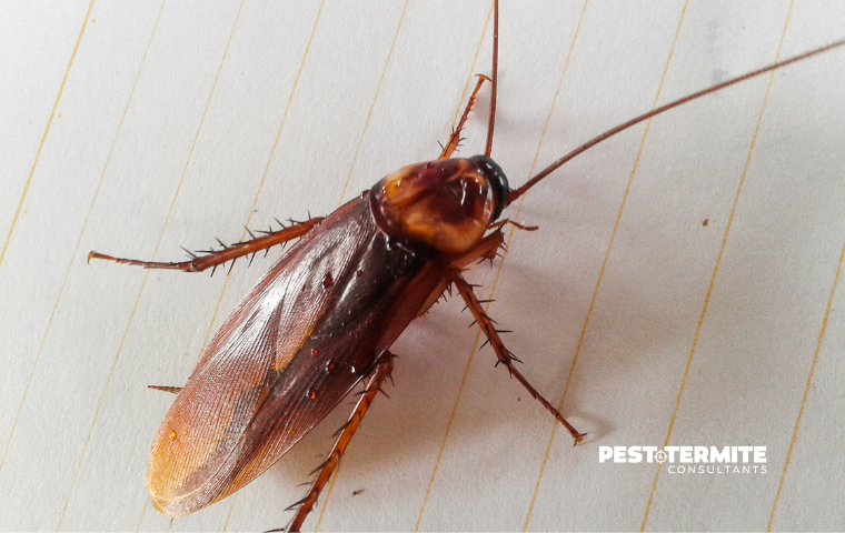 What Spring Rain Does to Roach Activity in the Wilmington Area