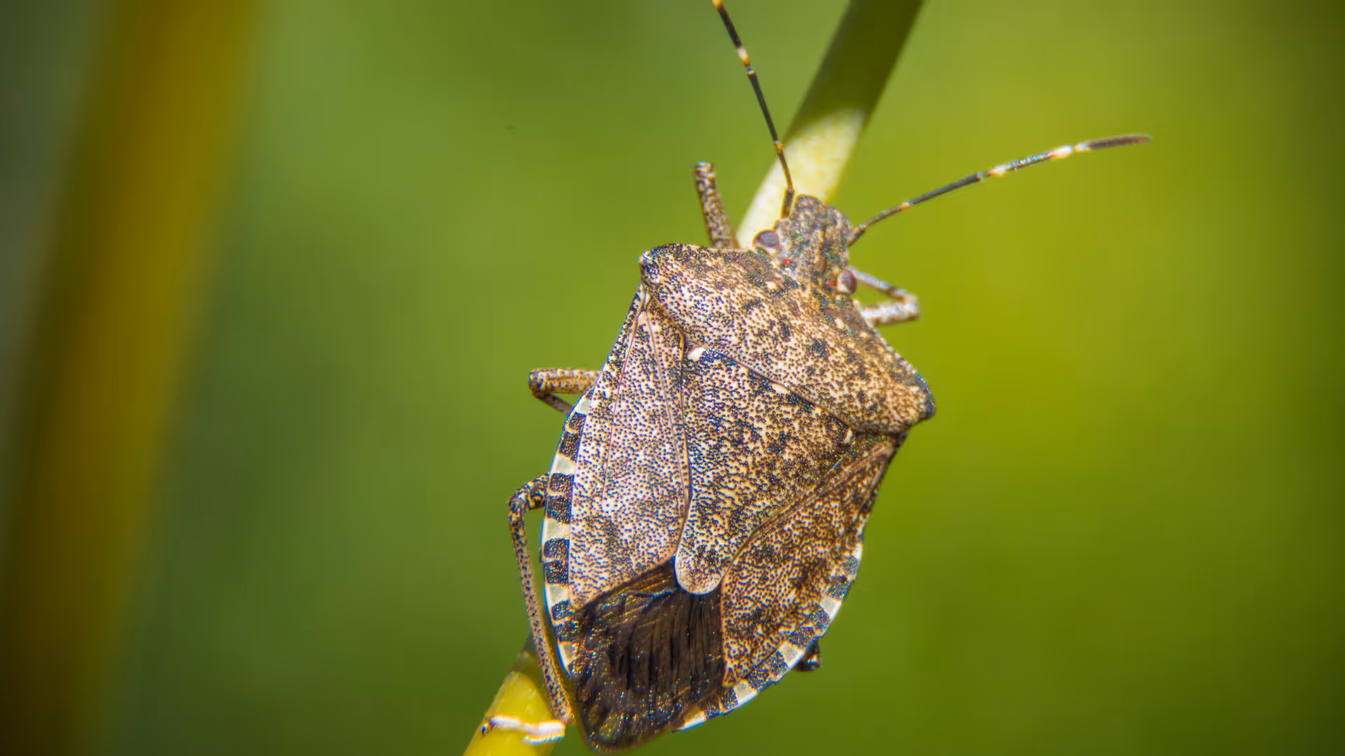 stink bug on leaf